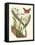 Butterfly and Botanical IV-Mark Catesby-Framed Stretched Canvas