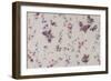 Butterfly and Floral Repeat Pattern on White Background-null-Framed Giclee Print