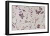 Butterfly and Floral Repeat Pattern on White Background-null-Framed Giclee Print