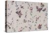 Butterfly and Floral Repeat Pattern on White Background-null-Stretched Canvas