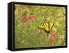 Butterfly and Flowers-George Johnson-Framed Stretched Canvas