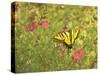 Butterfly and Flowers-George Johnson-Stretched Canvas