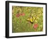 Butterfly and Flowers-George Johnson-Framed Photographic Print