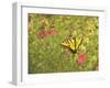 Butterfly and Flowers-George Johnson-Framed Photographic Print