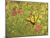 Butterfly and Flowers-George Johnson-Mounted Photographic Print