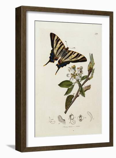 Butterfly and Larvae, from 'British Entomology'-John Curtis-Framed Giclee Print