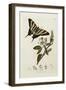 Butterfly and Larvae, from 'British Entomology'-John Curtis-Framed Giclee Print