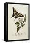 Butterfly and Larvae, from 'British Entomology'-John Curtis-Framed Stretched Canvas