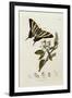 Butterfly and Larvae, from 'British Entomology'-John Curtis-Framed Giclee Print