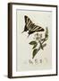 Butterfly and Larvae, from 'British Entomology'-John Curtis-Framed Giclee Print