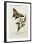 Butterfly and Larvae, from 'British Entomology'-John Curtis-Framed Giclee Print