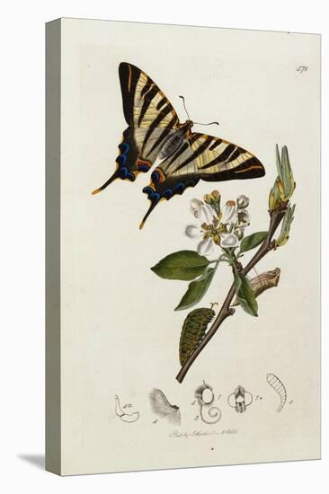 Butterfly and Larvae, from 'British Entomology'-John Curtis-Stretched Canvas