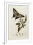 Butterfly and Larvae, from 'British Entomology'-John Curtis-Framed Giclee Print