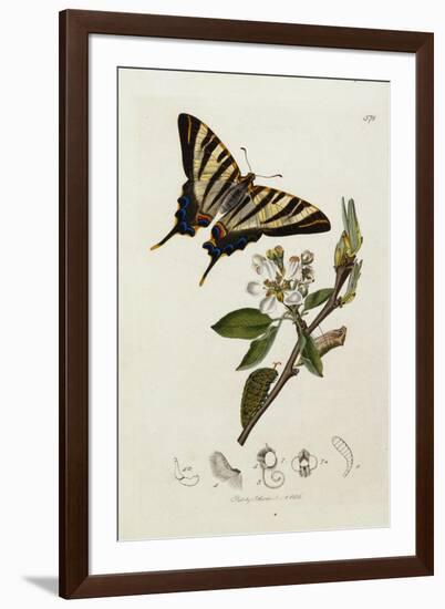 Butterfly and Larvae, from 'British Entomology'-John Curtis-Framed Giclee Print