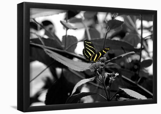 Butterfly at Bronx Zoo-null-Framed Poster