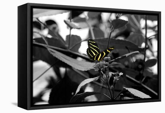 Butterfly at Bronx Zoo-null-Framed Stretched Canvas
