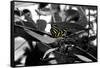 Butterfly at Bronx Zoo-null-Framed Stretched Canvas