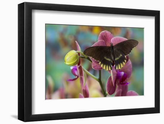 Butterfly Battus Streckerianus from Central and South America-Darrell Gulin-Framed Photographic Print