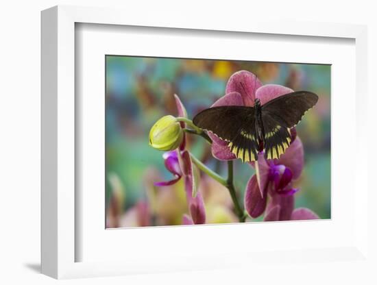 Butterfly Battus Streckerianus from Central and South America-Darrell Gulin-Framed Photographic Print