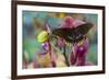 Butterfly Battus Streckerianus from Central and South America-Darrell Gulin-Framed Photographic Print