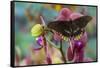 Butterfly Battus Streckerianus from Central and South America-Darrell Gulin-Framed Stretched Canvas