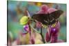 Butterfly Battus Streckerianus from Central and South America-Darrell Gulin-Stretched Canvas