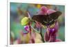 Butterfly Battus Streckerianus from Central and South America-Darrell Gulin-Framed Photographic Print