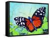 Butterfly Beauty-Tanja Ware-Framed Stretched Canvas