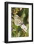 Butterfly, Black-Veined White on Wild Rose-Harald Kroiss-Framed Photographic Print