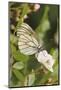 Butterfly, Black-Veined White on Wild Rose-Harald Kroiss-Mounted Photographic Print