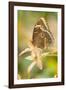 Butterfly, blue Morpho, Morpho peleides, holds on to leaves-Alexander Georgiadis-Framed Photographic Print