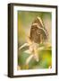 Butterfly, blue Morpho, Morpho peleides, holds on to leaves-Alexander Georgiadis-Framed Premium Photographic Print