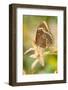 Butterfly, blue Morpho, Morpho peleides, holds on to leaves-Alexander Georgiadis-Framed Photographic Print