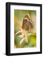 Butterfly, blue Morpho, Morpho peleides, holds on to leaves-Alexander Georgiadis-Framed Photographic Print