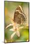 Butterfly, blue Morpho, Morpho peleides, holds on to leaves-Alexander Georgiadis-Mounted Photographic Print