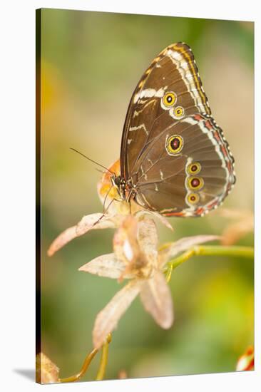 Butterfly, blue Morpho, Morpho peleides, holds on to leaves-Alexander Georgiadis-Stretched Canvas