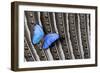 Butterfly, Blue Morpho, on Feather Argus Pheasant Wing Design-Darrell Gulin-Framed Photographic Print