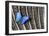 Butterfly, Blue Morpho, on Feather Argus Pheasant Wing Design-Darrell Gulin-Framed Photographic Print