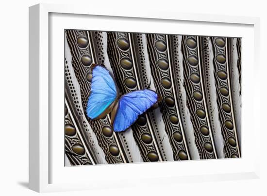 Butterfly, Blue Morpho, on Feather Argus Pheasant Wing Design-Darrell Gulin-Framed Photographic Print