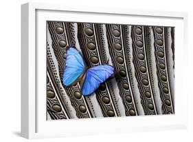 Butterfly, Blue Morpho, on Feather Argus Pheasant Wing Design-Darrell Gulin-Framed Photographic Print