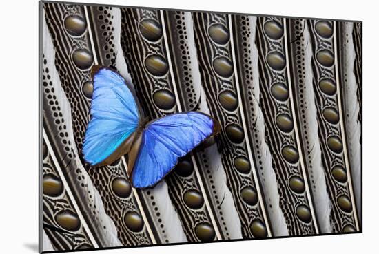 Butterfly, Blue Morpho, on Feather Argus Pheasant Wing Design-Darrell Gulin-Mounted Photographic Print