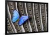 Butterfly, Blue Morpho, on Feather Argus Pheasant Wing Design-Darrell Gulin-Framed Photographic Print