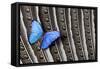 Butterfly, Blue Morpho, on Feather Argus Pheasant Wing Design-Darrell Gulin-Framed Stretched Canvas