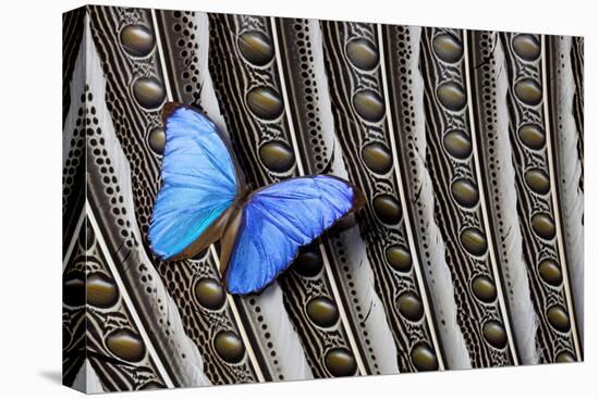 Butterfly, Blue Morpho, on Feather Argus Pheasant Wing Design-Darrell Gulin-Stretched Canvas