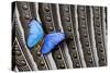 Butterfly, Blue Morpho, on Feather Argus Pheasant Wing Design-Darrell Gulin-Stretched Canvas