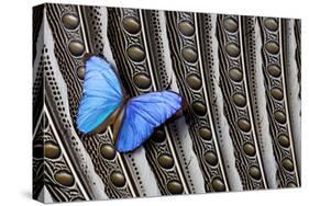 Butterfly, Blue Morpho, on Feather Argus Pheasant Wing Design-Darrell Gulin-Stretched Canvas