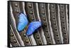 Butterfly, Blue Morpho, on Feather Argus Pheasant Wing Design-Darrell Gulin-Framed Stretched Canvas