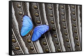 Butterfly, Blue Morpho, on Feather Argus Pheasant Wing Design-Darrell Gulin-Framed Stretched Canvas