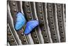 Butterfly, Blue Morpho, on Feather Argus Pheasant Wing Design-Darrell Gulin-Stretched Canvas