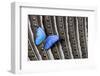 Butterfly, Blue Morpho, on Feather Argus Pheasant Wing Design-Darrell Gulin-Framed Photographic Print